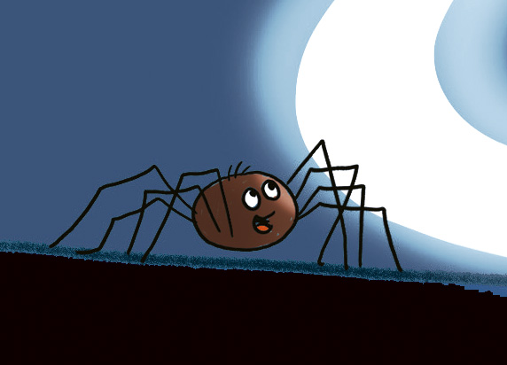 spinne